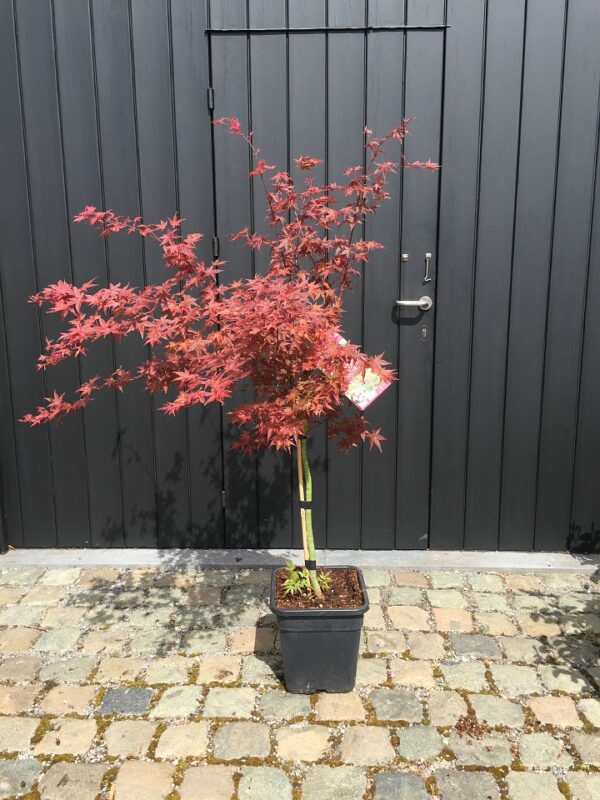 Acer palmatum Beni Maiko